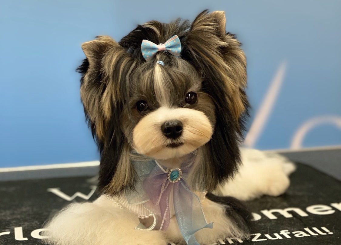 Frau in eleganter Kleidung sitzt mit Schere vor dem Logo "Hundesalon Noll".